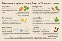 🌿 Liens entre les Plantes Naturelles et les Médicaments Courants : Ce que la Nature Nous Enseigne