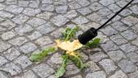 Comment choisir le meilleur désherbeur thermique - MOM GARDEN