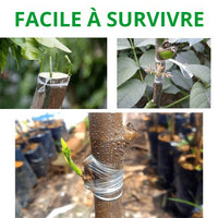"Ruban de Greffage en PVC pour Arbres Fruitiers - MOM GARDEN"