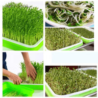 "Hydroponics kit - MOM GARDEN"
