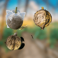 Incubateur à Boules pour Plantes de Jardin - Haute Pression, - MOM GARDEN