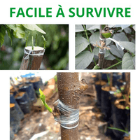 Ruban de Greffage en PVC pour Arbres Fruitiers - MOM GARDEN