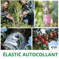 Ruban de Greffage en PVC pour Arbres Fruitiers - MOM GARDEN